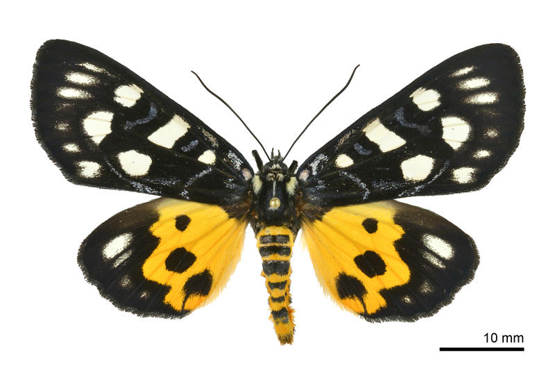 Chelonomorpha formosana formosana Male